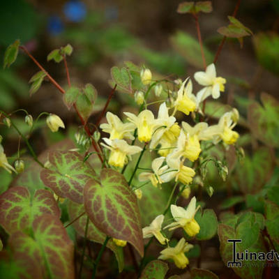 Epimedium x versicolor  'Sulphureum' - Elfenbloem