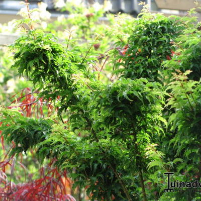 Japanse esdoorn - Acer palmatum 'Shishigashira'