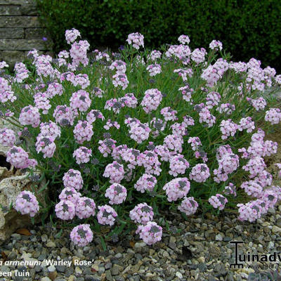 Aethionema armenum 'Warley Rose' - Steenkers