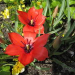 Tulipa linifolia - Tulp