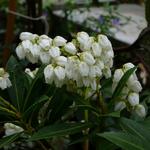 Pieris japonica 'Prelude' - Rotsheide