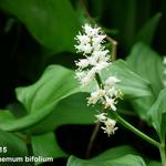Maianthemum bifolium - Dalkruid