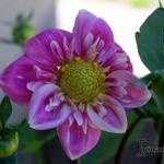 Dahlia 'Hartenaas' - Dahlia