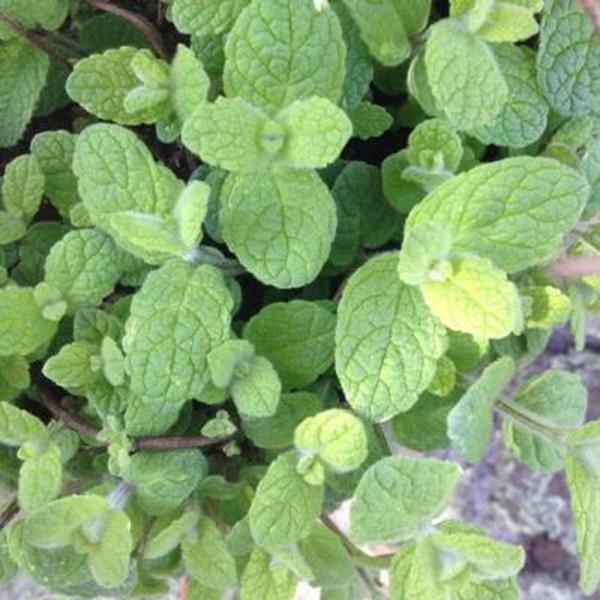 munt, - Mentha suaveolens - Vaste planten - online kopen | Tuinadvies