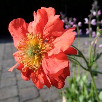 Geum coccineum 'Red Wings'