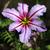 Leucocoryne purpurea 'Spotlight'