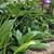 Leucocoryne purpurea 'Spotlight'