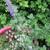 Nepeta grandiflora 'Summer Magic'