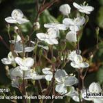 Libertia ixioides 'Helen Dillon Form' - Libertia