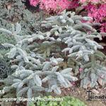 Picea pungens 'Glauca Procumbens' - Blauwe spar