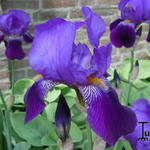 Iris germanica 'Pioneer' - Baardiris, zwaardiris