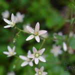 Saxifraga rotundifolia - Rondbladige steenbreek