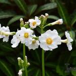 Primula japonica 'Fuji White' - Sleutelbloem / Japanse etageprimula