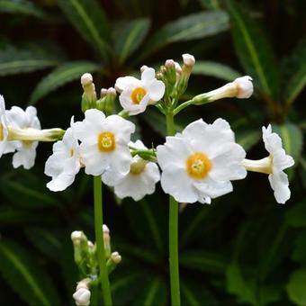 Primula japonica 'Fuji White'
