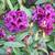 Rhododendron 'Purple Splendour'
