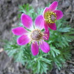 Anemone multifida 'ANNABELLA Deep Rose' - Anemoon