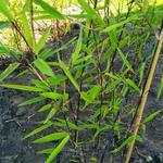 Fargesia nitida 'Black Pearl' - Bamboe