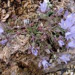 Edraianthus horvatii - Grasklokje, rotsklokje