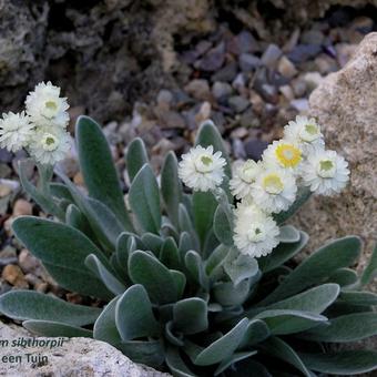 Helichrysum sibthorpii