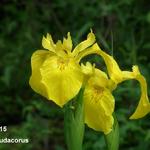 Iris pseudacorus - Moerasiris, Gele lis