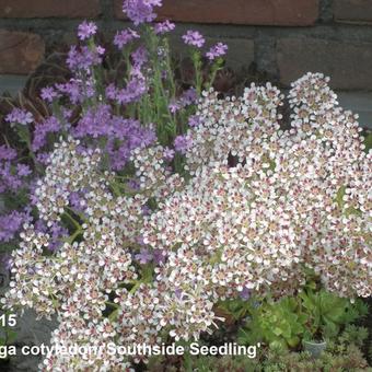 Saxifraga cotyledon 'Southside Seedling'