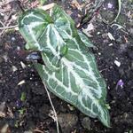 Pinellia cordata - Kleine groene draak