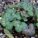 Hepatica nobilis 'Alba' - Leverkruid