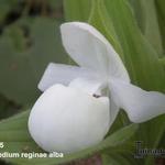 Cypripedium reginae alba - Orchidee, vrouwenschoentje