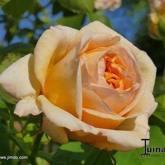 Rosa 'Alchymist'