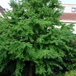 Cercidiphyllum japonicum - Katsuraboom, judasboom, koekenboom, hartjesboom