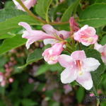 Weigela hortensis - Weigelia