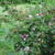 Weigela hortensis