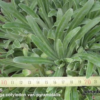 Saxifraga cotyledon var. pyramidalis