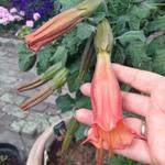 Brugmansia 'Cordata Red' - Engelentrompet