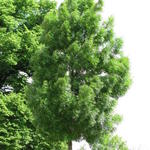 Fraxinus angustifolia 'Raywood' - Smalbladige es