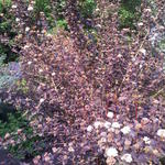 Physocarpus opulifolius - Blaasspirea - Physocarpus opulifolius
