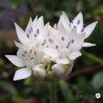 Allium amplectens 'Graceful Beauty' - Sierui, Sierlook - Allium amplectens 'Graceful Beauty'