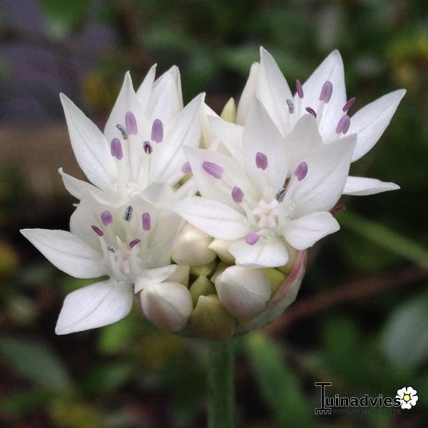 Sierui, Sierlook - Allium amplectens 'Graceful Beauty'