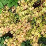 Acer palmatum 'Katsura' - Japanse esdoorn