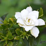 Gardenia jasminoides 'Kleim's Hardy' - Kaapse Jasmijn