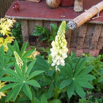 Lupinus russell 'Noble Maiden'