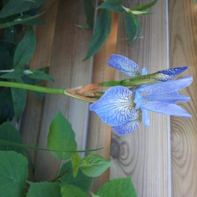 Siberische lis - Iris sibirica 'Perry's Blue'