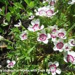 Dianthus plumarius 'White with Dark Red Eye' - Grasanjer