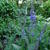 Salvia x sylvestris 'Mainacht'