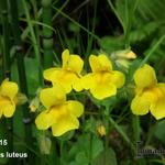 Mimulus luteus - Gele maskerbloem