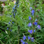 Echium plantagineum 'Blue Bedder' - Echium plantagineum 'Blue Bedder' - Slangenkruid