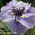 Iris ensata 'Caprician Butterfly'