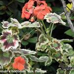 Pelargonium x hortorum 'Mrs. Pollock' - Geranium