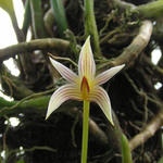 Bulbophyllum affine - Orchidee