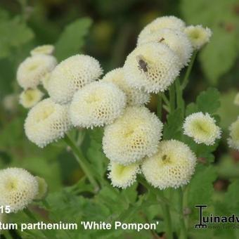 Tanacetum parthenium 'White Pompon'